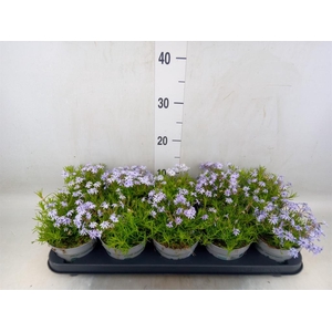 Phlox douglasii 'Pink Admiral'