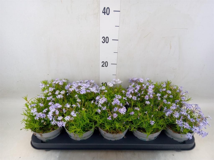 <h4>Phlox douglasii 'Pink Admiral'</h4>