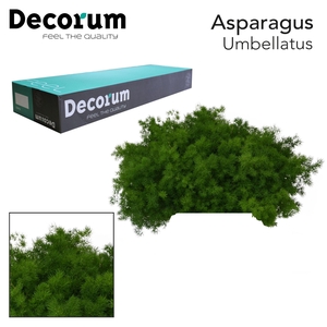 ASP UMBELLATUS 40cm box x50