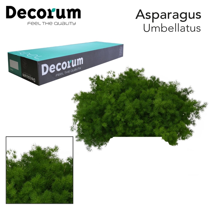 <h4>ASP UMBELLATUS 40cm box x50</h4>