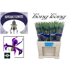 Iris Hong Kong