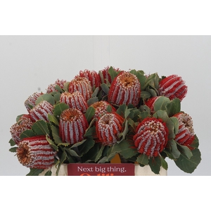 Banksia Coccinea