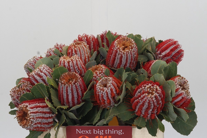 Banksia Coccinea
