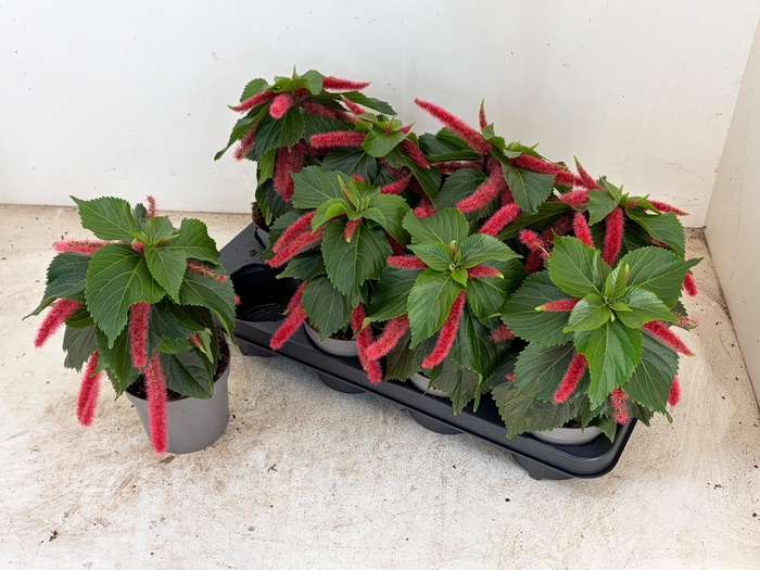 <h4>ACALY HISPIDA</h4>