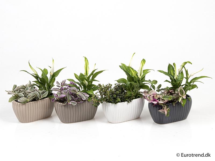 <h4>SPATHIPHYLLUM+GREEN MIX P6 E 2109 NEW LOOK</h4>