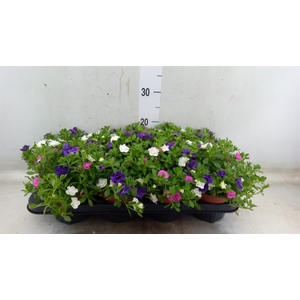 Calibrachoa  'Cabaret MM Cafe Pari'