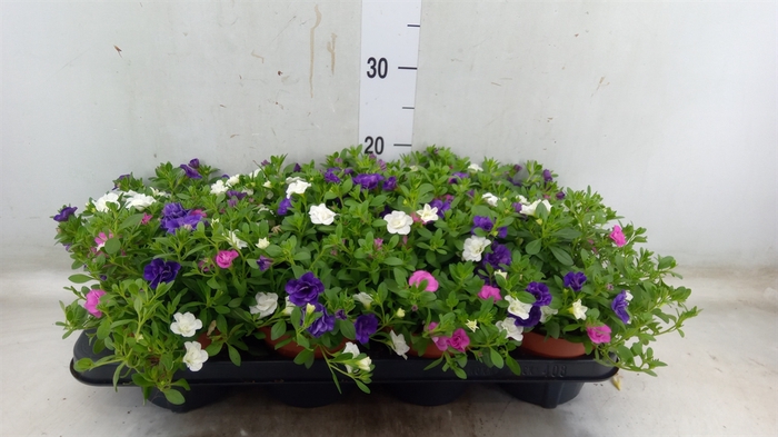 <h4>Calibrachoa  'Cabaret MM Cafe Pari'</h4>