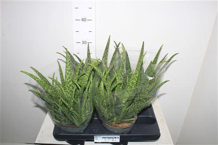 <h4>Aloe Vera</h4>