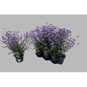 VERBE BONARIENSIS