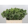 Pittosporum Ilan