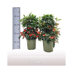 Ardisia Crenata Premium