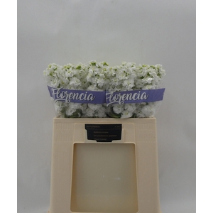 MATTH STOX WHITE