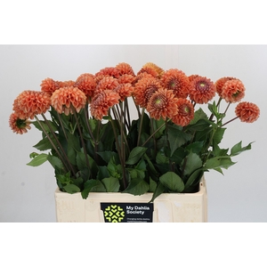 Dahlia Cornel Bronze