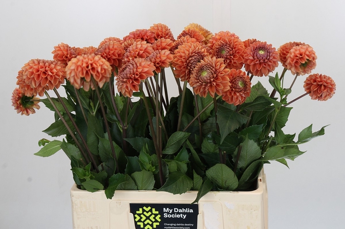 <h4>Dahlia Cornel Bronze</h4>