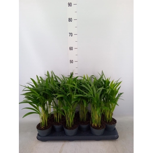 Dypsis lutescens   ...Chrysalidoca