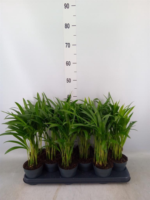 <h4>Dypsis lutescens   ...Chrysalidoca</h4>