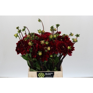 Dahlia Red Runner