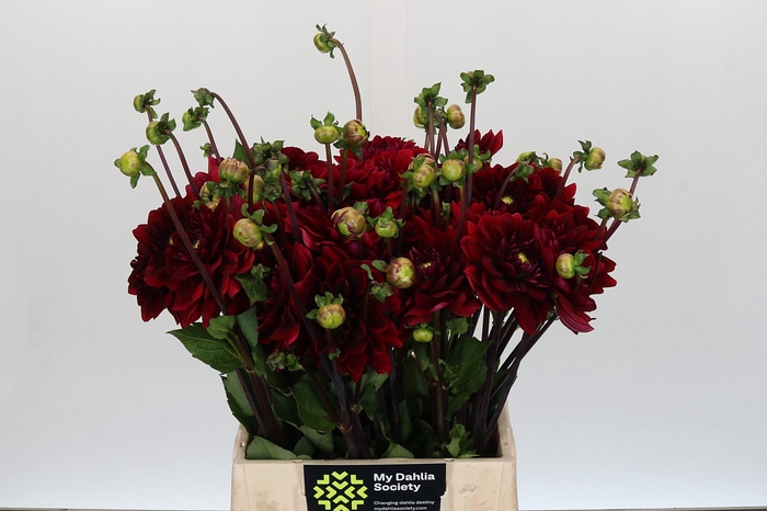 Dahlia Red Runner
