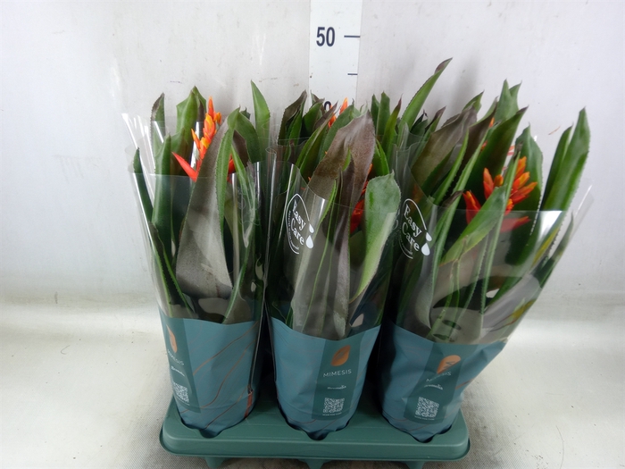 <h4>Aechmea  'Pepita Elegant Flames'</h4>