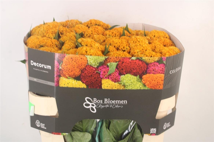 <h4>Cel Reprise Gold</h4>