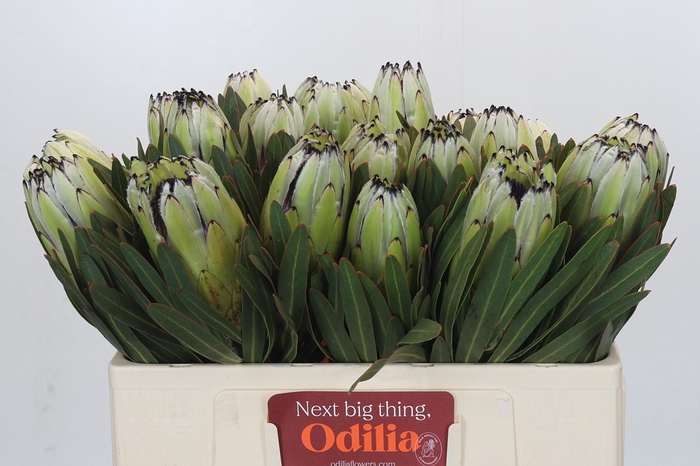 <h4>Protea White Rhino</h4>