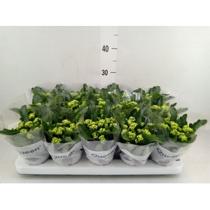 Kalanchoe  'RoseFlow Ruth'