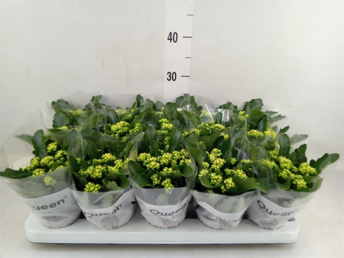 <h4>Kalanchoe  'RoseFlow Ruth'</h4>