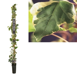 Hedera 'Gloire de Marengo' +Long & strong label