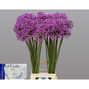ALLIUM STATOS