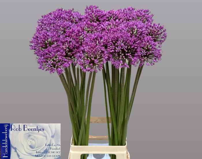 <h4>ALLIUM STATOS</h4>