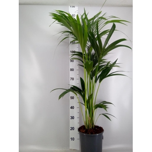 Howea forsteriana