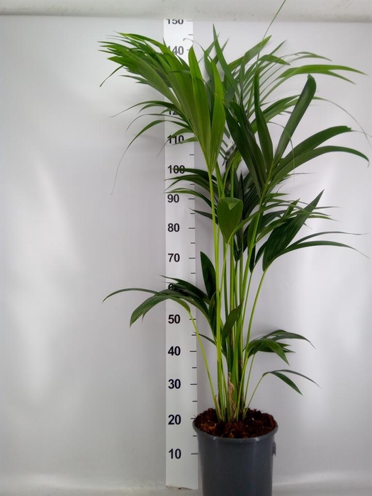 <h4>Howea forsteriana</h4>