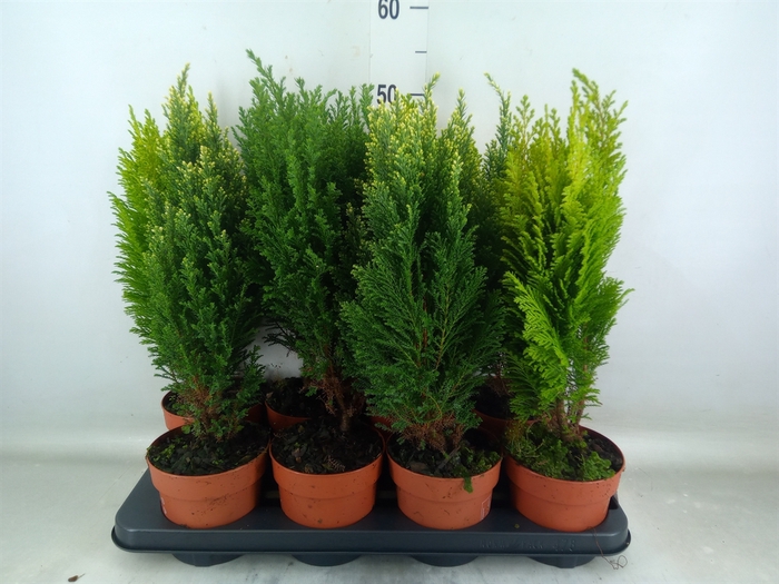 <h4>Conifers   ...mix</h4>