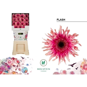 Ge Gr Pasta Flash Diamond Holstein
