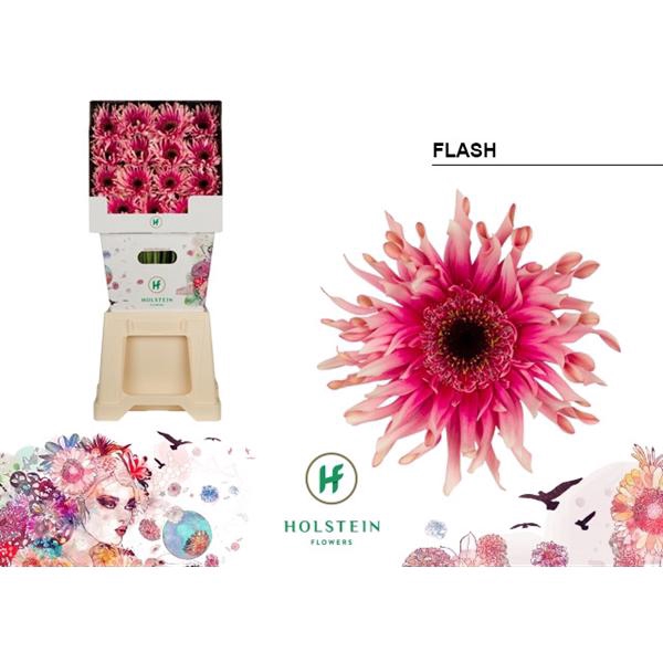 <h4>Ge Gr Pasta Flash Diamond Holstein</h4>