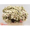Chamelaucium 'Janelle'