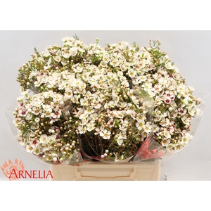 Chamelaucium Janelle