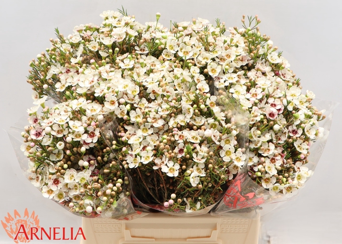 <h4>Chamelaucium Janelle</h4>