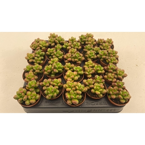 Sedum Red Coral
