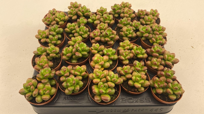 <h4>Sedum Red Coral</h4>