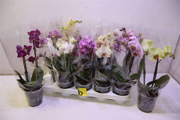 <h4>arr8 Phal Gem</h4>