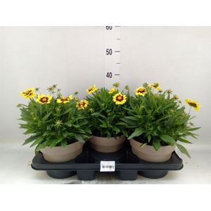 Coreopsis grand. 'Corey Yellow Red'