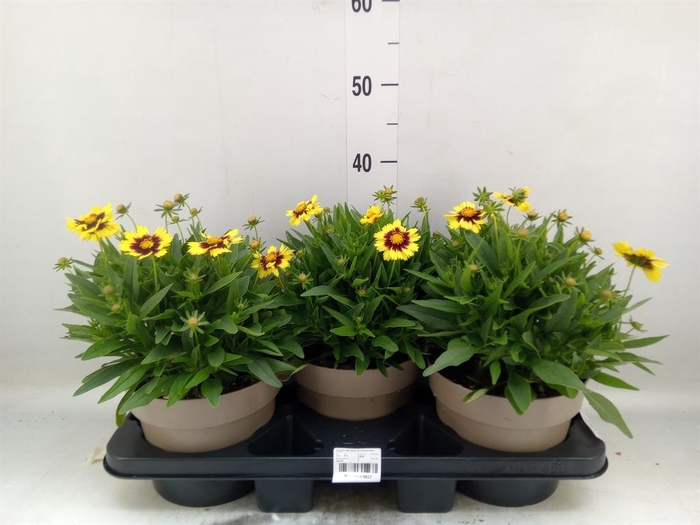 <h4>Coreopsis grand. 'Corey Yellow Red'</h4>