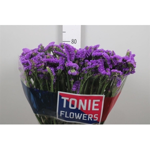 Lim S Crystal Purple