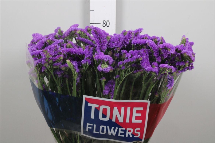 <h4>Lim S Crystal Purple</h4>