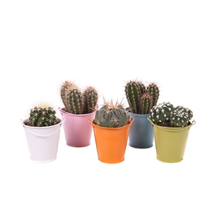 Cactus gekleurd zink 8,5 cm