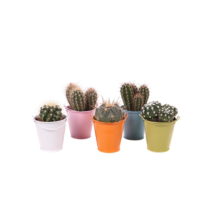 <h4>Cactus gekleurd zink 8,5 cm</h4>