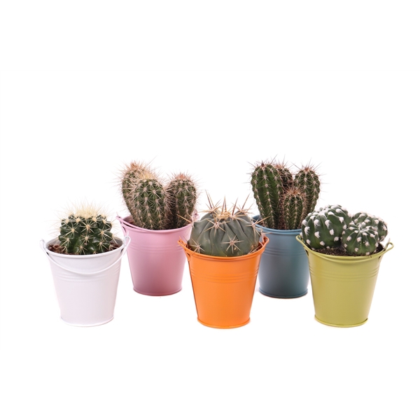 <h4>Cactus gekleurd zink 8,5 cm</h4>