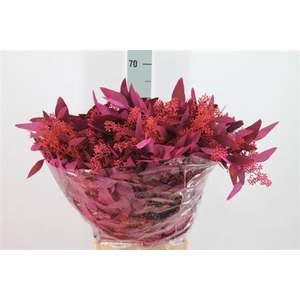 Euca Populus Bes Klb Lila 250 Gram