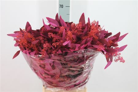 <h4>Euca Populus Bes Klb Lila 250 Gram</h4>